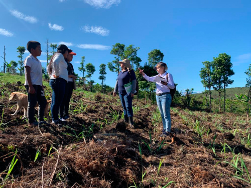 Se impulsa y fortalece la caña panelera en Popayán