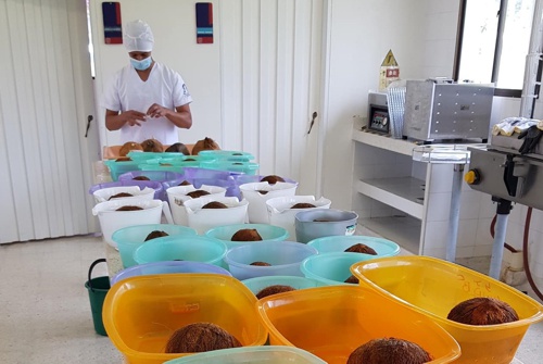 La cadena productiva del coco en el Cauca La cadena productiva del coco en el Cauca