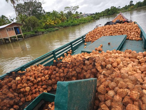 La cadena productiva del coco en el Cauca La cadena productiva del coco en el Cauca