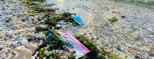 Para el año 2050 habrá más plástico en el mar que peces