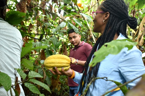 Productores de cacao orgánico de Timbiquí producen vino Productores de cacao orgánico de Timbiquí producen vino