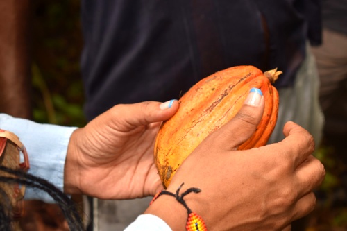 Productores de cacao orgánico de Timbiquí producen vino Productores de cacao orgánico de Timbiquí producen vino