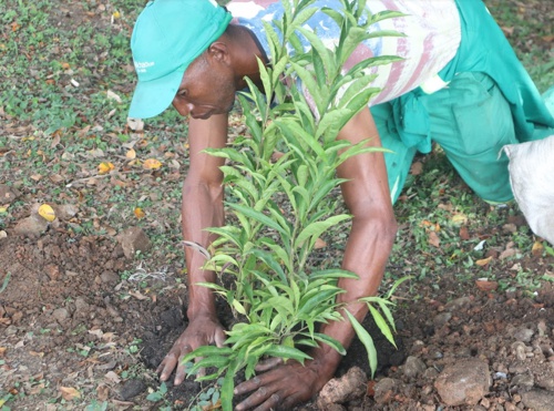 Siembran plantas para la vida en la “Ciudad de los Samanes” Siembran plantas para la vida en la “Ciudad de los Samanes”