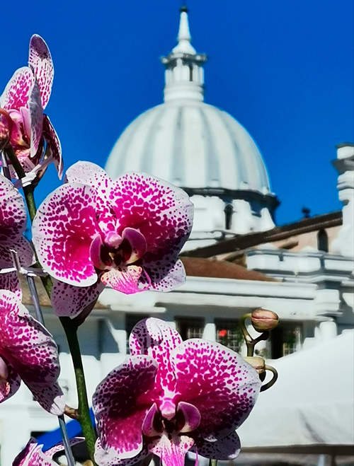 feria de las flores Fundacaldas Popayán