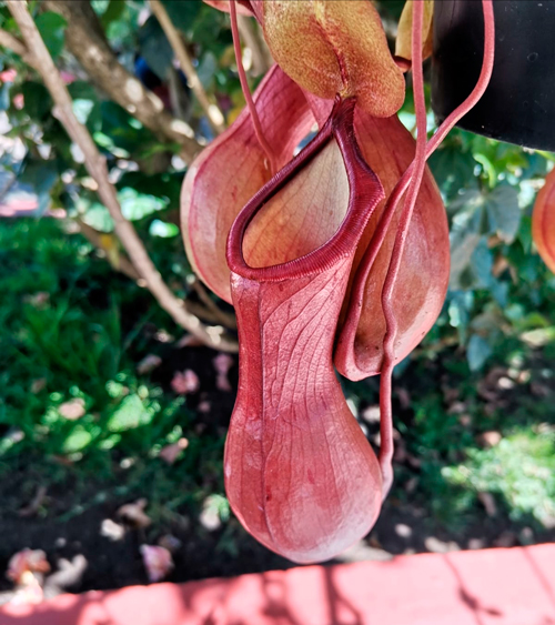 Feria de las flores parque caldas Popayán Cauca