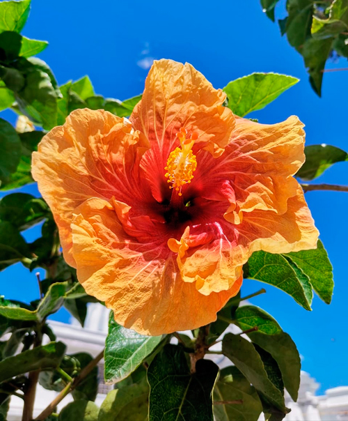 feria de las flores Popayán