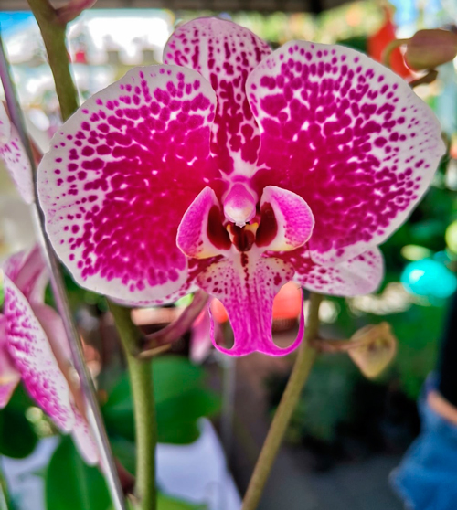 feria de las flores