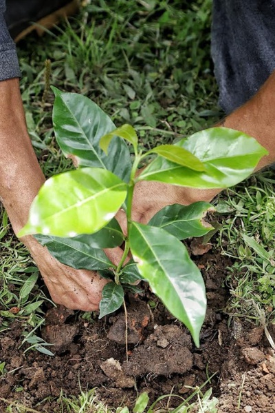CEO aporta a la Paz del Cauca, iluminando los cafetales en el suroccidente del país.