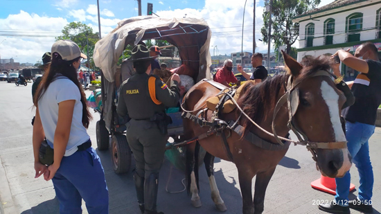Operativos para garantizar el cuidado de los equinos en Popayán