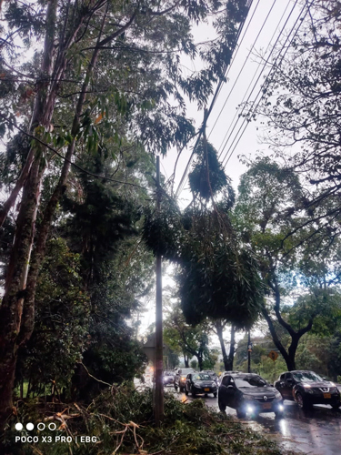 Caída de árboles sobre la infraestructura eléctrica por fuertes lluvias 