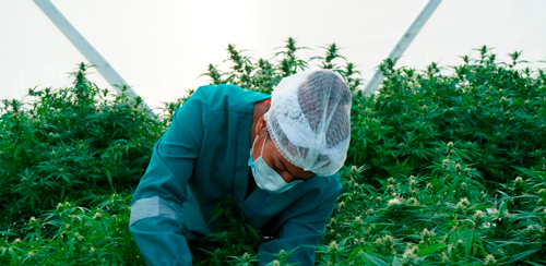 Comité Técnico de la Cadena Productiva de Cannabis Comité Técnico de la Cadena Productiva de Cannabis