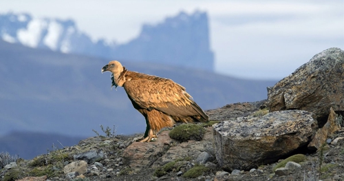 EL MISTERIO ERA UNA MONTAÑA FRÍA… EL MISTERIO ERA UNA MONTAÑA FRÍA…