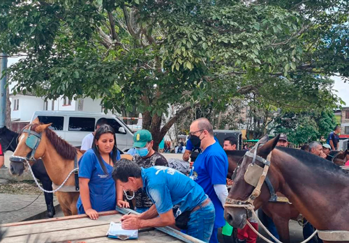 Jornada de Bienestar Animal en Popayán