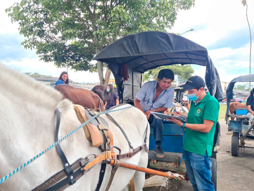 Censo para los vehículos de tracción animal en Popayán Censo para los vehículos de tracción animal en Popayán