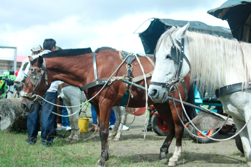Culminó el censo de vehículos de tracción animal