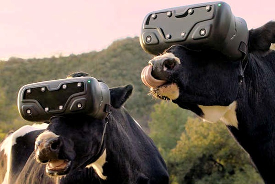 Granjeros ponen gafas de realidad virtual a sus vacas