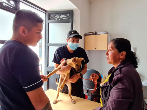 atención primaria para los animales vulnerables atención primaria para los animales vulnerables