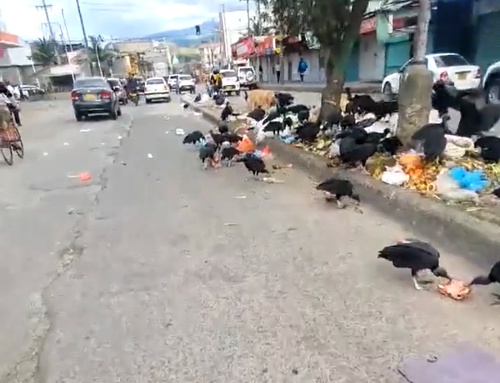 Los gallinazos en Popayán Los gallinazos en Popayán