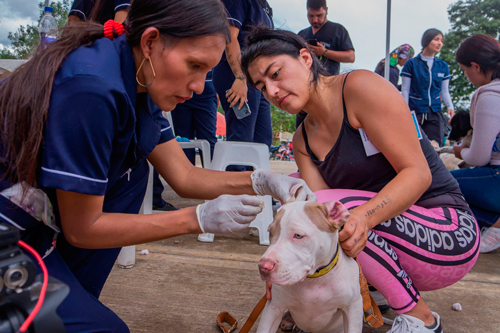 Jornada de bienestar animal benefició a 500 mascotas