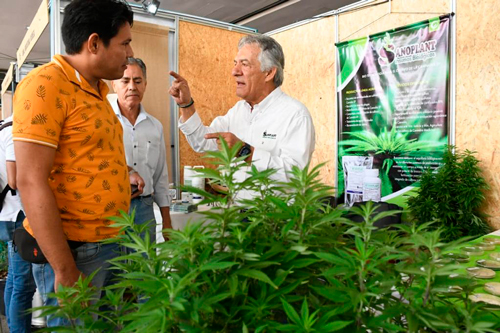 Arrancó la I Cumbre Nacional de Cannabis y Cáñamo Arrancó la I Cumbre Nacional de Cannabis y Cáñamo