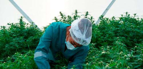Así será la I Cumbre Nacional de Cannabis y Cáñamo en el Valle Así será la I Cumbre Nacional de Cannabis y Cáñamo en el Valle