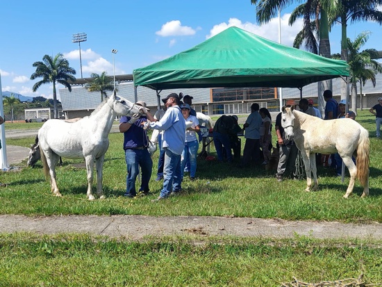 Avanza la Semana de Bienestar Animal en Santander de Quilichao