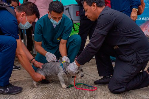 Esterilizaciones gratuitas para perros y gatos en Popayán