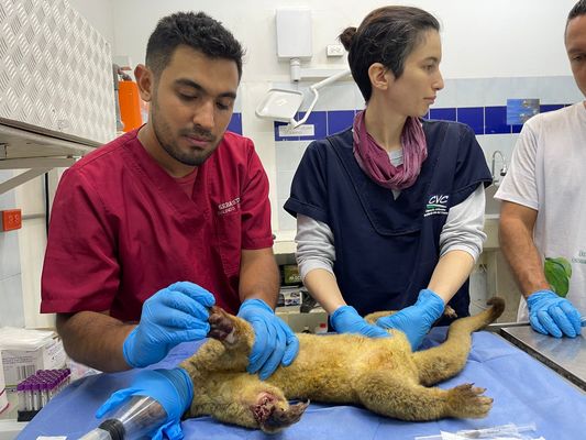 mascotas asustadas y afectadas por la pólvora 