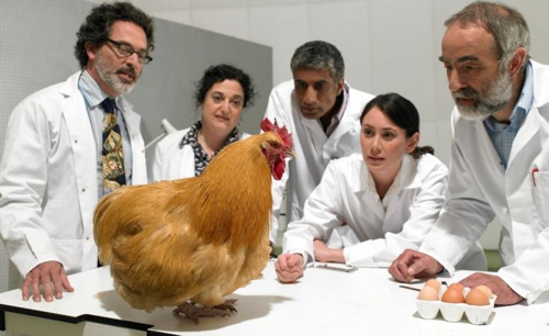 ¿EL HUEVO... O LA GALLINA?