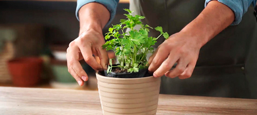 Nuevo pasatiempo sembrar cilantro en las casas