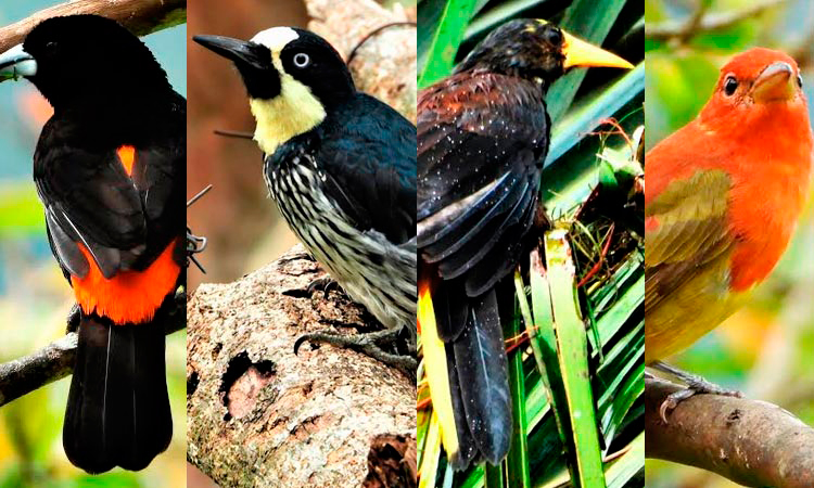 Ciudad De Las Aves