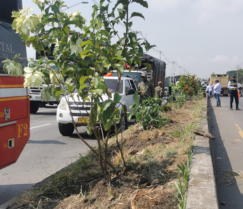  plantas ornamentales fueron donadas para ser sembradas