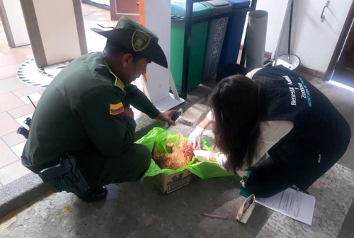 Capturado por disparar y matar a un gato en Popayán