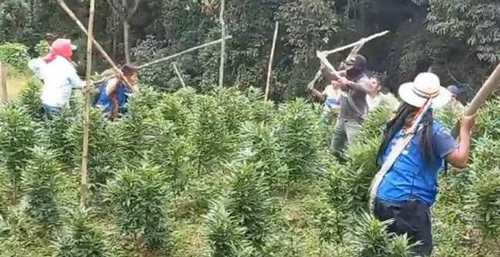 Indígenas y campesinos luchan por la marihuana en Quilichao Indígenas y campesinos luchan por la marihuana en Quilichao