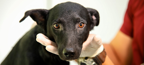 Cachorro fue víctima de abandono en el CBA