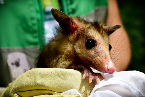 Dagma logra retorno de fauna silvestre a su hábitat