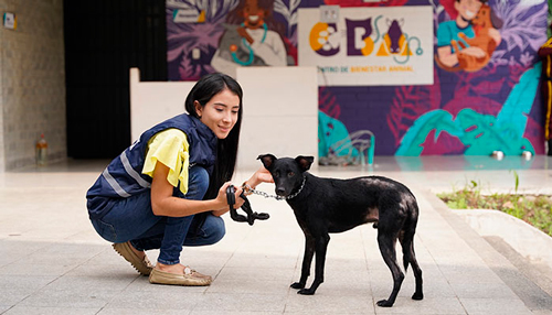 Centro de Bienestar Animal