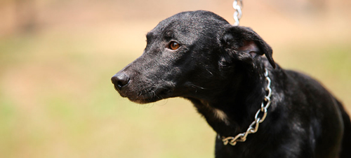 Cachorro fue víctima de abandono en el CBA