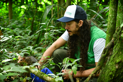Dagma logra retorno de fauna silvestre a su hábitat