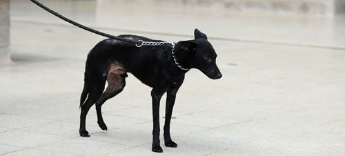 Cachorro fue víctima de abandono en el CBA