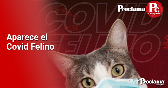 Epidemia mortal afecta a miles de gatos en Chipre Epidemia mortal afecta a miles de gatos en Chipre