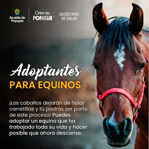 Inicia el proceso para adoptar caballos en Popayán