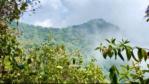 Cerro Munchique, un tesoro de biodiversidad en el Cauca