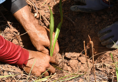 Siembra de plantas pirorresistentes para mitigar los incendios Siembra de plantas pirorresistentes para mitigar los incendios