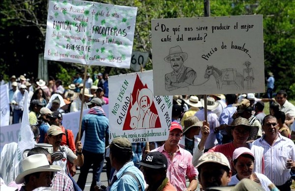 Los pequeños caficultores se van a arruinar