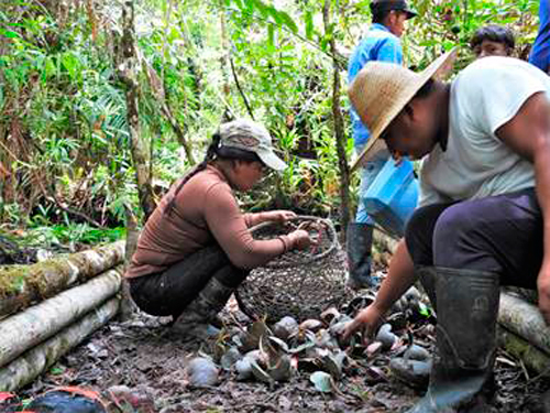 Indígenas restauran manglar del Pacífico Caucano Indígenas restauran manglar del Pacífico Caucano