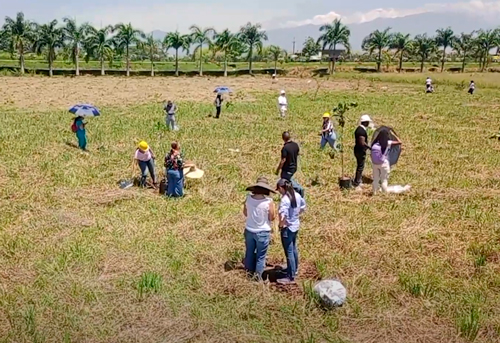 2.500 árboles adornan el Centro Caña Dulce en Quilichao 2.500 árboles adornan el Centro Caña Dulce en Quilichao