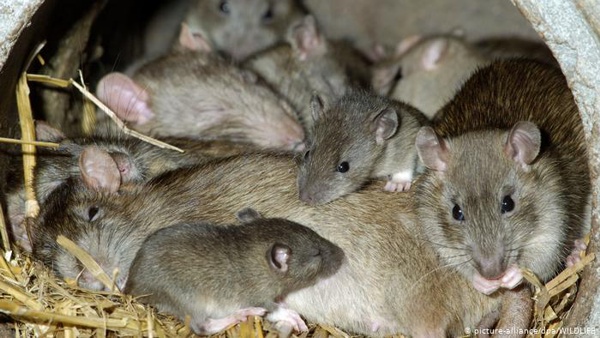 ¿Cuántas ratas por habitante hay en Bogotá? ¿Cuántas ratas por habitante hay en Bogotá?