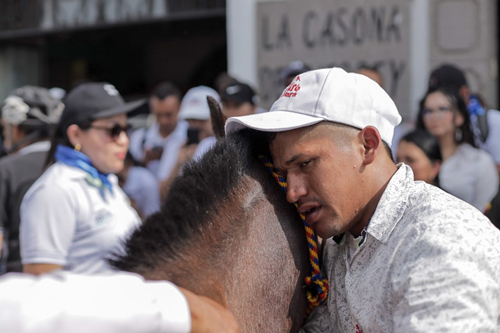 79 equinos se jubilaron en Popayán