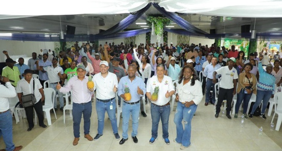 La piña de la paz se cultiva en el Norte del Cauca La piña de la paz se cultiva en el Norte del Cauca